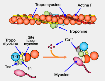 Tropomyosine et actine