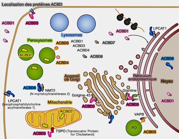 Localisation des protéines ACBD
