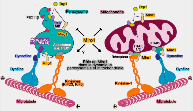 Rôle de Miro1 dans la dynamique peroxysomale et mitochondriale