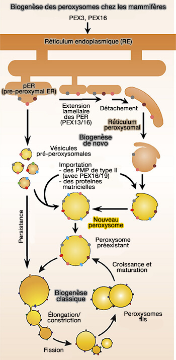 Biogenèse des peroxysomes chez les mammifères