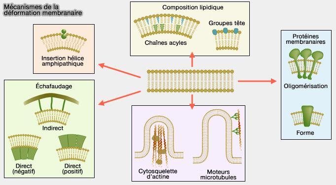 Mécanisme de déformation membranaire