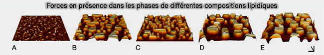 Forces en présence dans les phases de différentes compositions lipidiques