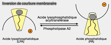 Inversion de courbure membranaire par les phospholipides