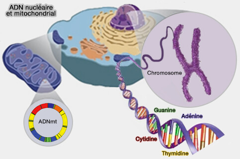 ADN mitochondrial et nucléaire