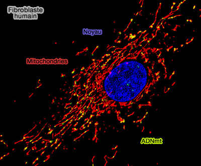Fibroblaste et ADN mitochondrial