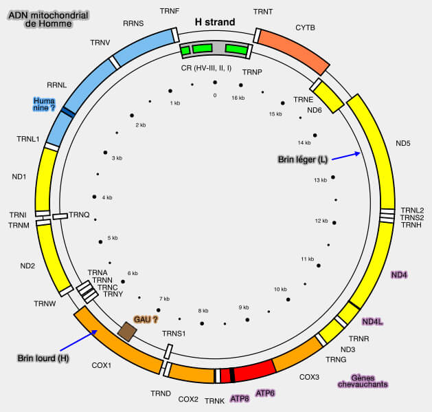 Carte de l'ADN mitochondrial humain