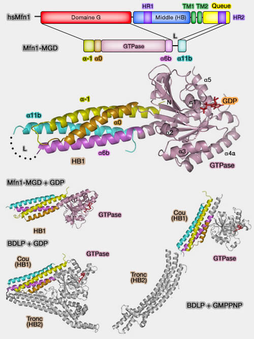 Mitofusine1 (Mfn1) et BDLP