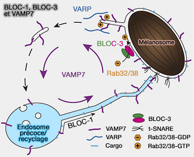 BLOC1, BLOC-3 et VAMP7