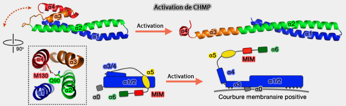 Activation des protéines CHMP