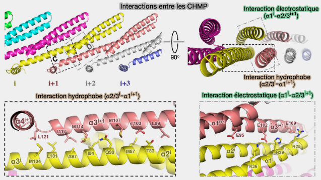 Interactions des protéines CHMP ((CHMP4/Sndf7) et polymérisation