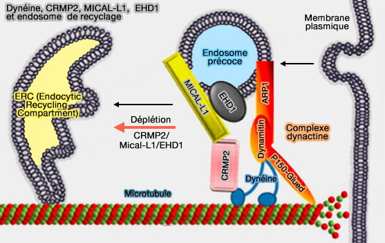 Dynéine, CRMP2, MICAL-L1,  EHD1 et endosome  de recyclage