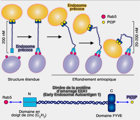 Protéine d’arrimage EEA1 (Early Endosomal Autoantigen 1)
