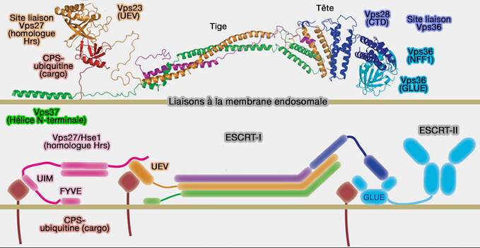 ESCRT de la levure et liaisons à la membrane endosomale