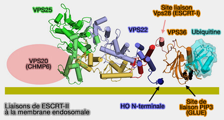 Liaison de ESCRT-II à la membrane endosomale