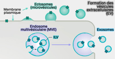 Formation des vésicules extracellulaires (EV)