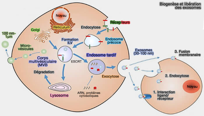 Biogenèse et libération des exosomes