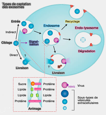 Types de captation des exosomes