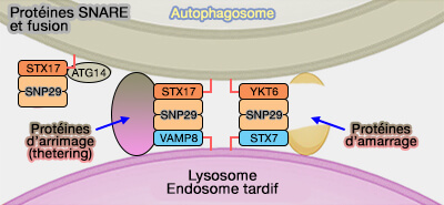Protéines SNARE et fusion des autophagosomes