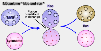 Mécanisme " kiss-and-run "