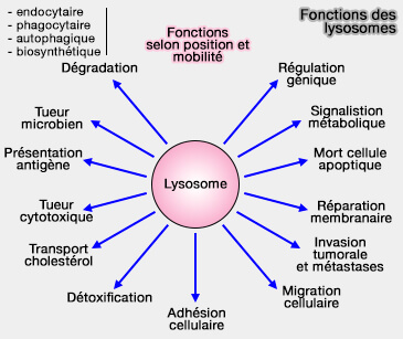 Fonctions des lysosomes