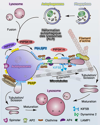 Reformation autophagique des lysosomes (ALR)