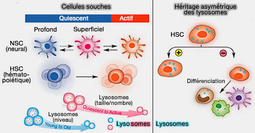 Autres rôles des lysosomes