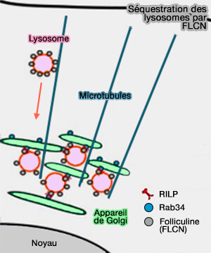Séquestration des lysosomes par FLCN