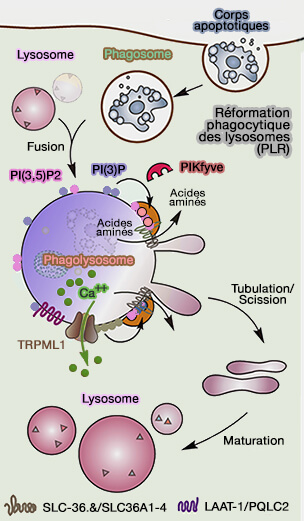 Reformation phagocytaire
des lysosomes (PLR)