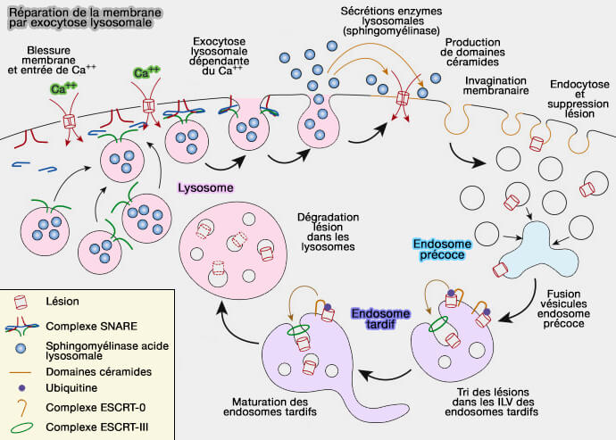 Réparation de la membrane par exocytose lysosomale