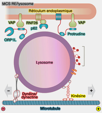MCS RE/lysosome