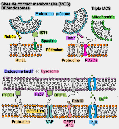 Sites de contact membranaire (MCS) RE/endosomes