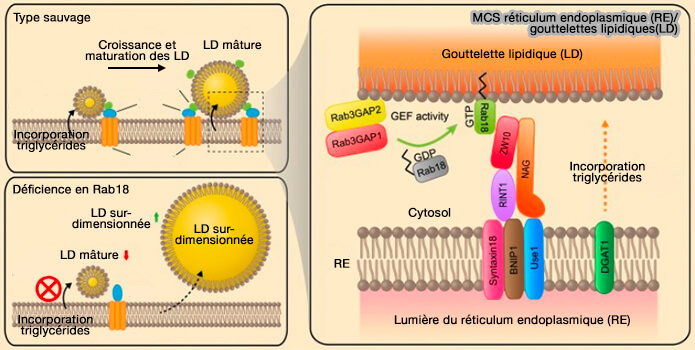 MCS réticulum endoplasmique (RE)/gouttelettes lipidiques(LD)