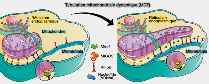 Rôle de la MDT dans la partition des nucléoïdes de l'ADNmt