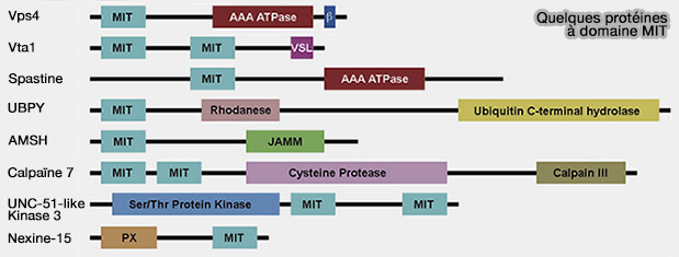 Quelques protéines à domaine MIT