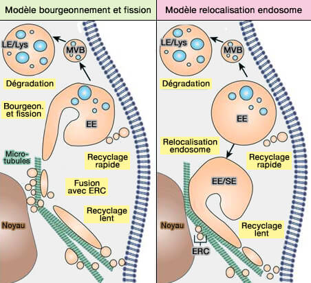 Modèles de fonctionnement des endosomes