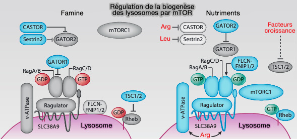 Régulation de la biogenèse des lysosomes par mTOR