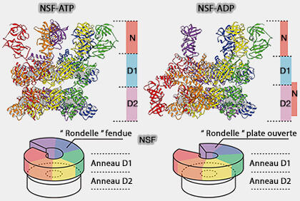 NSF-ATP et NSF-ADP