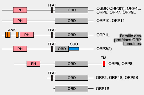 Famille des protéines ORP humaines