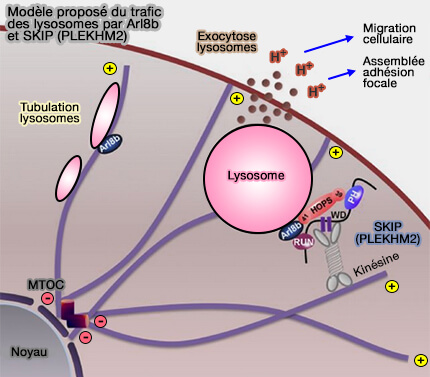 Modèle de fonctionnement des lysosomes par Arl8b et SKIP (PLEKHM2)