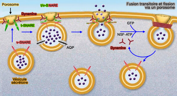 Fusion transitoire et fission via un porosome