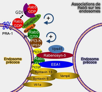 Associations de Rab5 sur les endosomes
