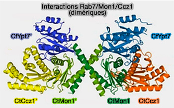 Interactions Rab7/Mon1/Ccz-1