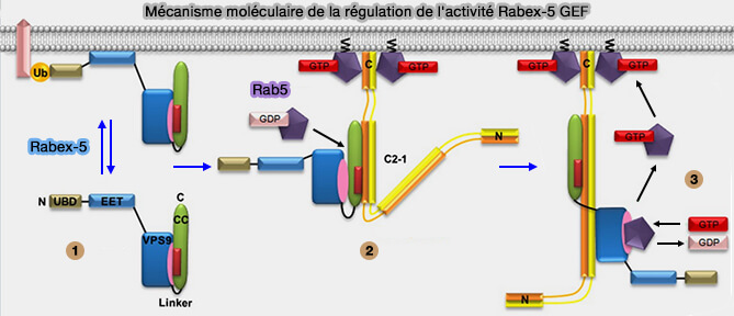 Mécanisme moléculaire de la régulation de l'activité Rabex-5 GEF