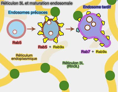 Réticulon 3L et maturation endosomale