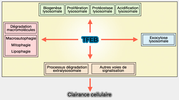Régulation de TFEB et clearance cellulaire