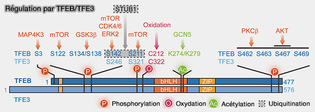 Régulation de la biosynthèse par TFEG/TFE3