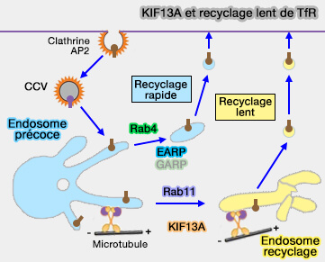 KIF13A et recyclage lent du (TfR)