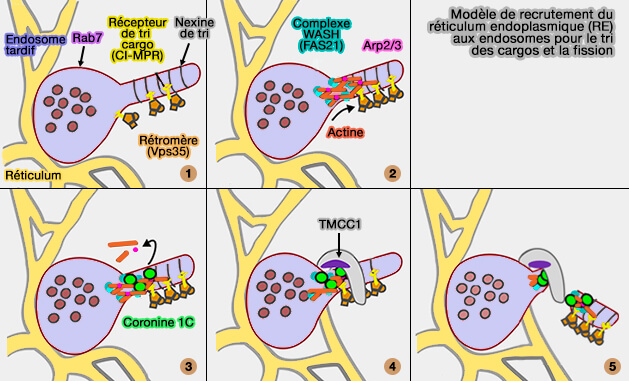 Modèle de recrutement du RE aux endosomes pour le tri des cargos et la fission