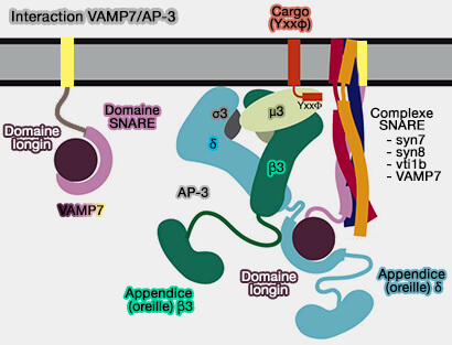 Interaction VAMP7/AP-3