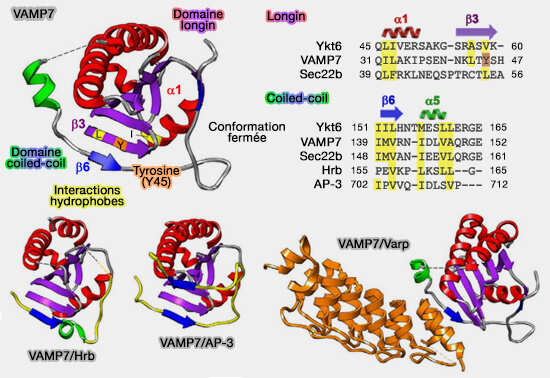 VAMP7 et ses interactions